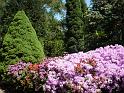 2009-05-19, Rhododendron (4)